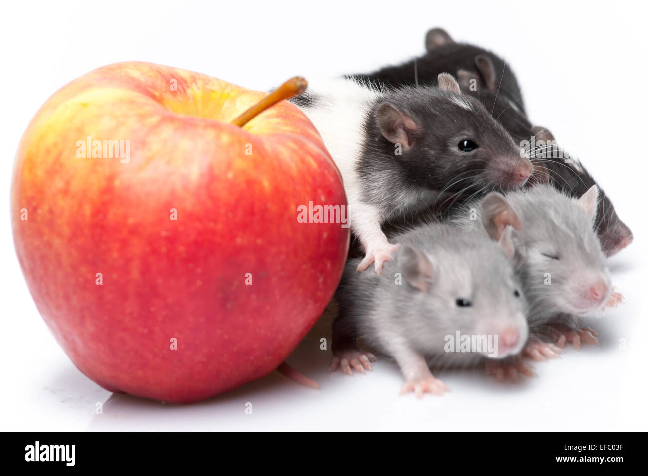 Cute Baby Rats Stock Photo 78324835 Alamy