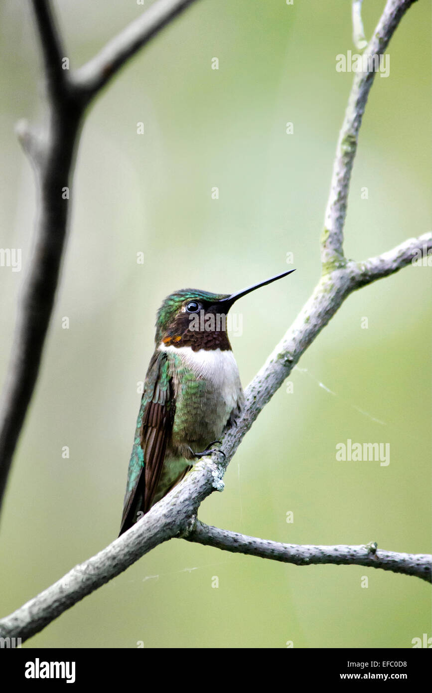 Male ruby throated hummingbird perched on a branch in summertime. Stock Photo