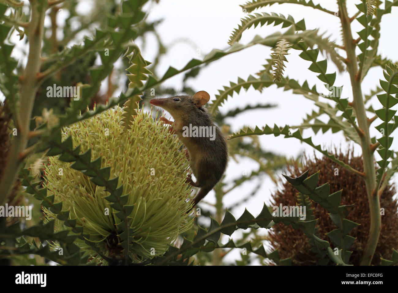 Honey Possum feeds the Banksia for dinner Stock Photo