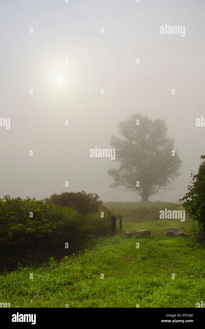 Sunrise landscape with tree in fog at state forest in Whitney Point Broome County Southern Tier Region New York, USA. Stock Photo