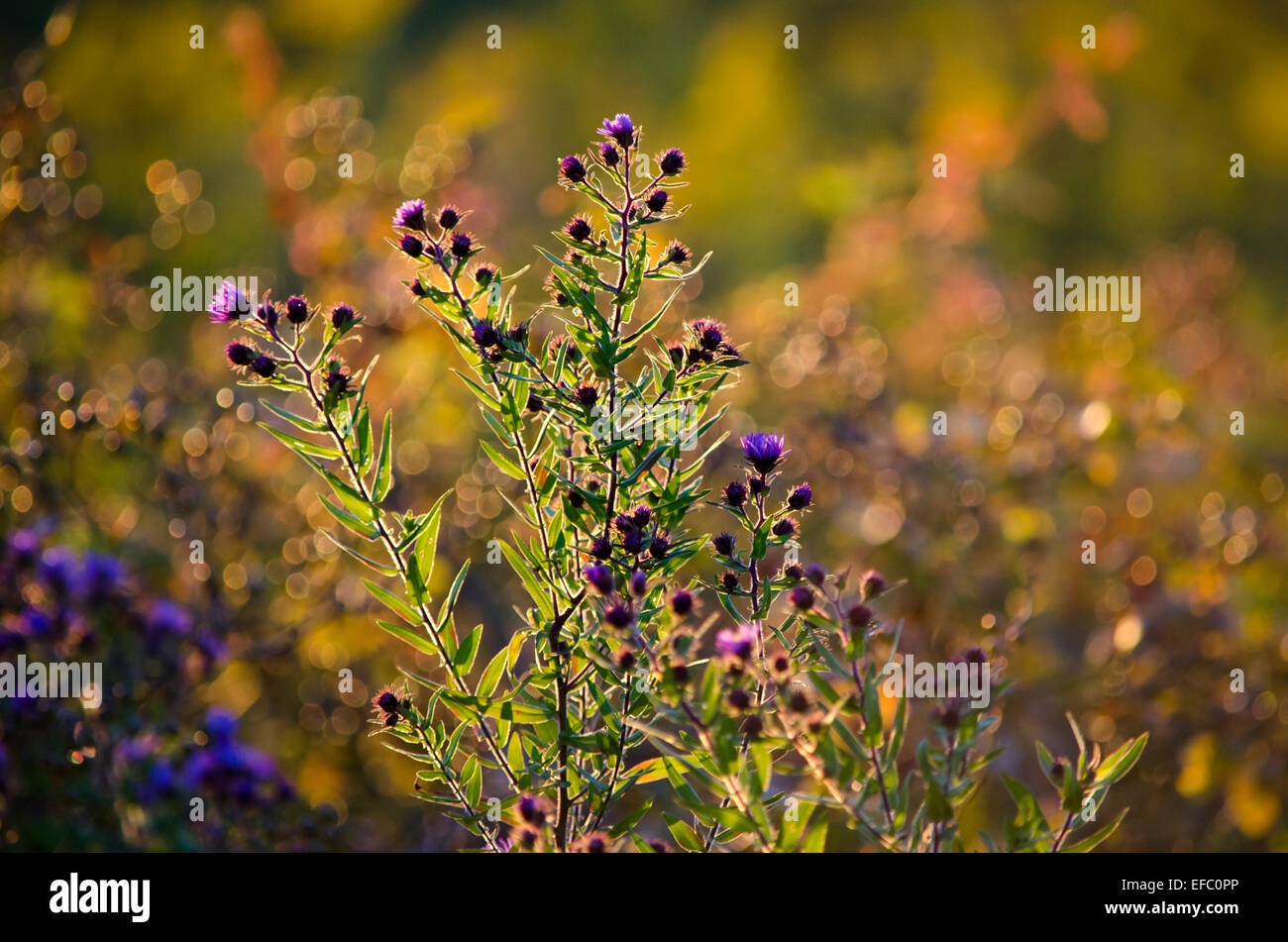 Purple aster flowers growing in a fall meadow. Stock Photo