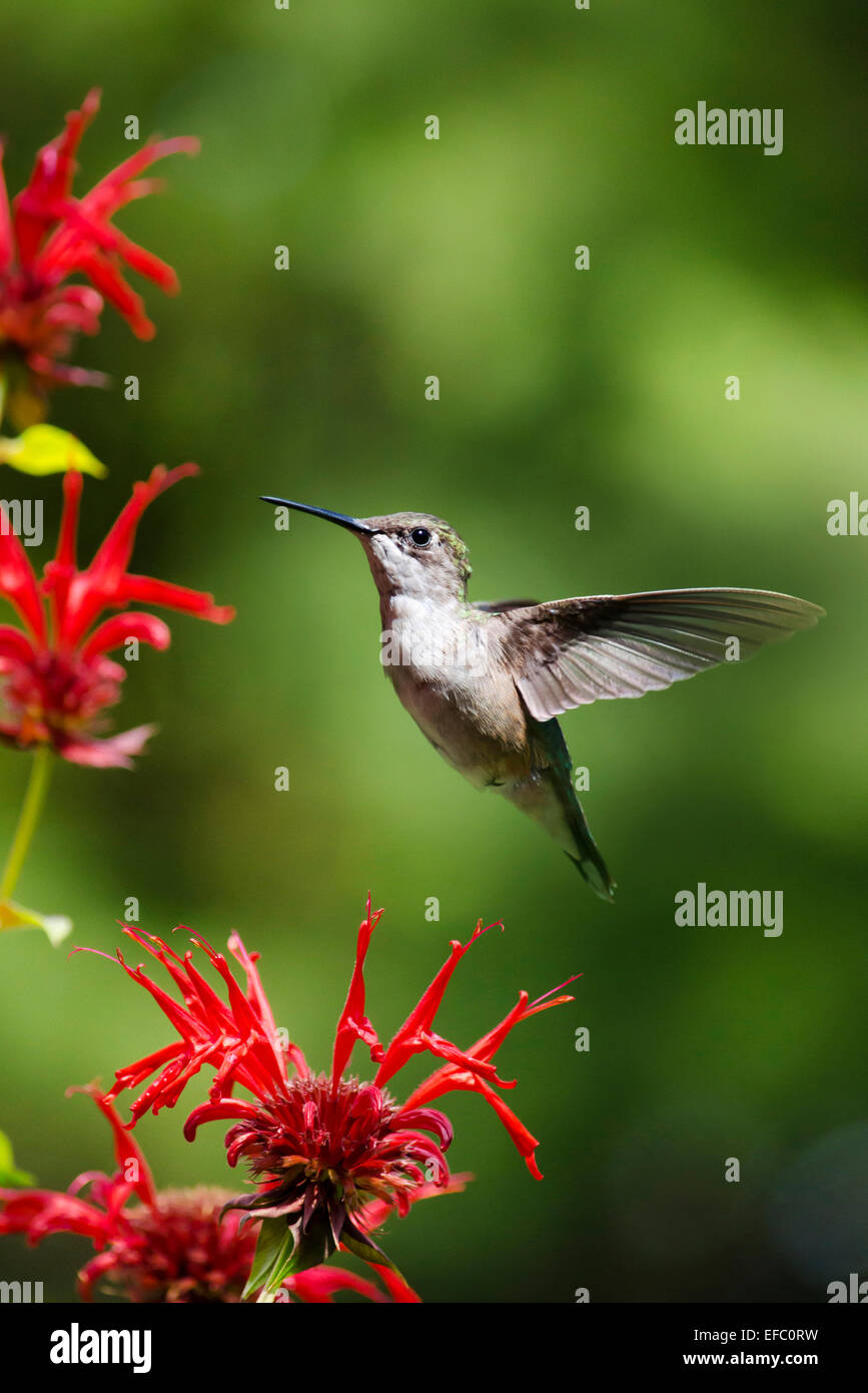 Ruby throated hummingbird hovering near red flowers in summer garden. Stock Photo