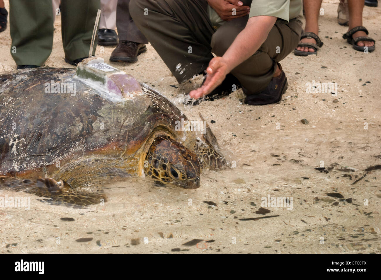 Adult green sea turtle (Chelonia mydas) with transmitter. Stock Photo