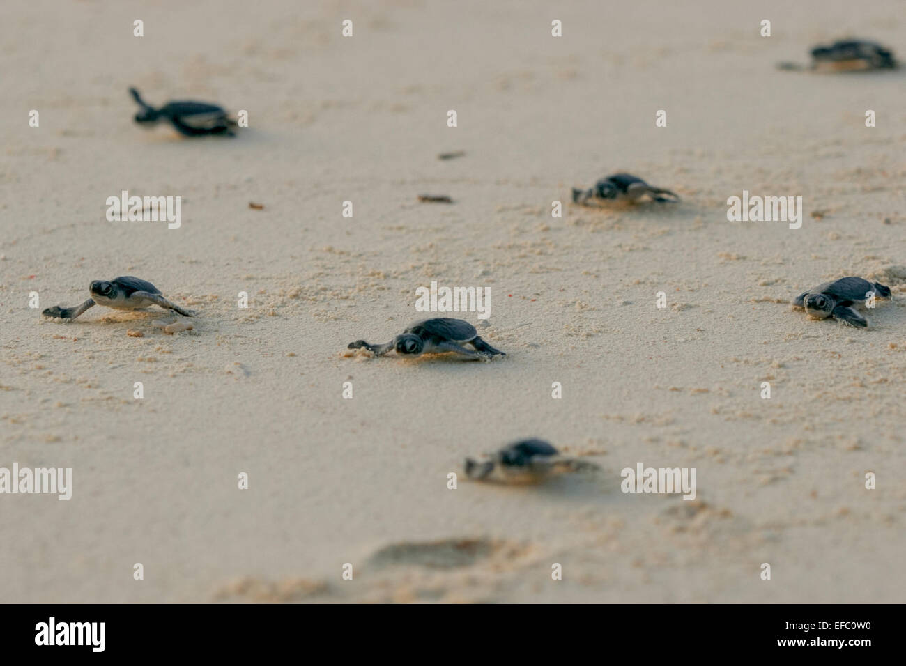 Newly hatched green sea turtles (Chelonia mydas) heading to the sea as they are crawling after being released on the beach on Sangalaki Island. Stock Photo