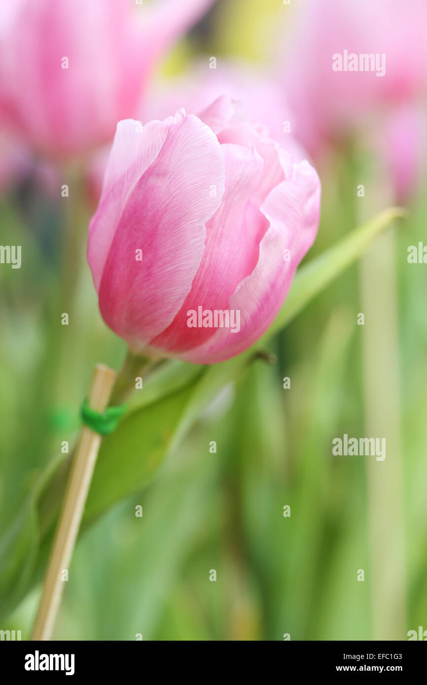 beautiful pink tulip blooming in the garden Stock Photo - Alamy