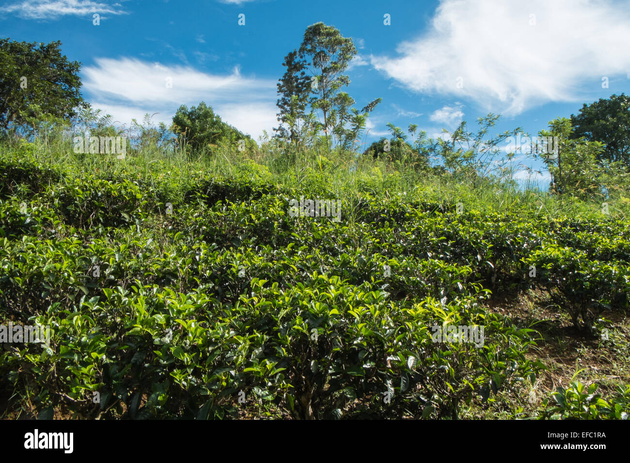 View of trees and tea plantation in Ella.green scenery.Hill,mount