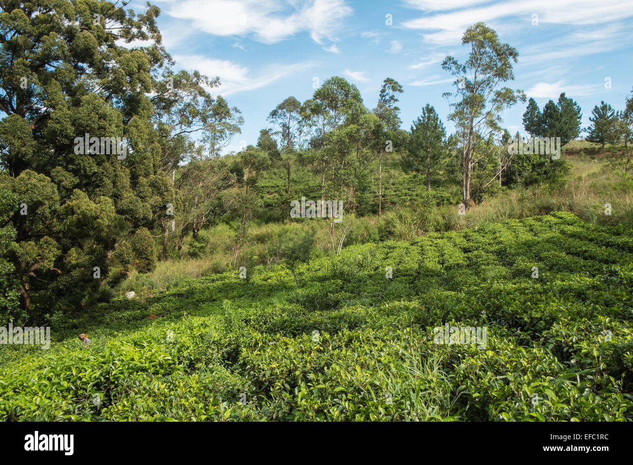 View of trees and tea plantation in Ella.green scenery.Hill,mount