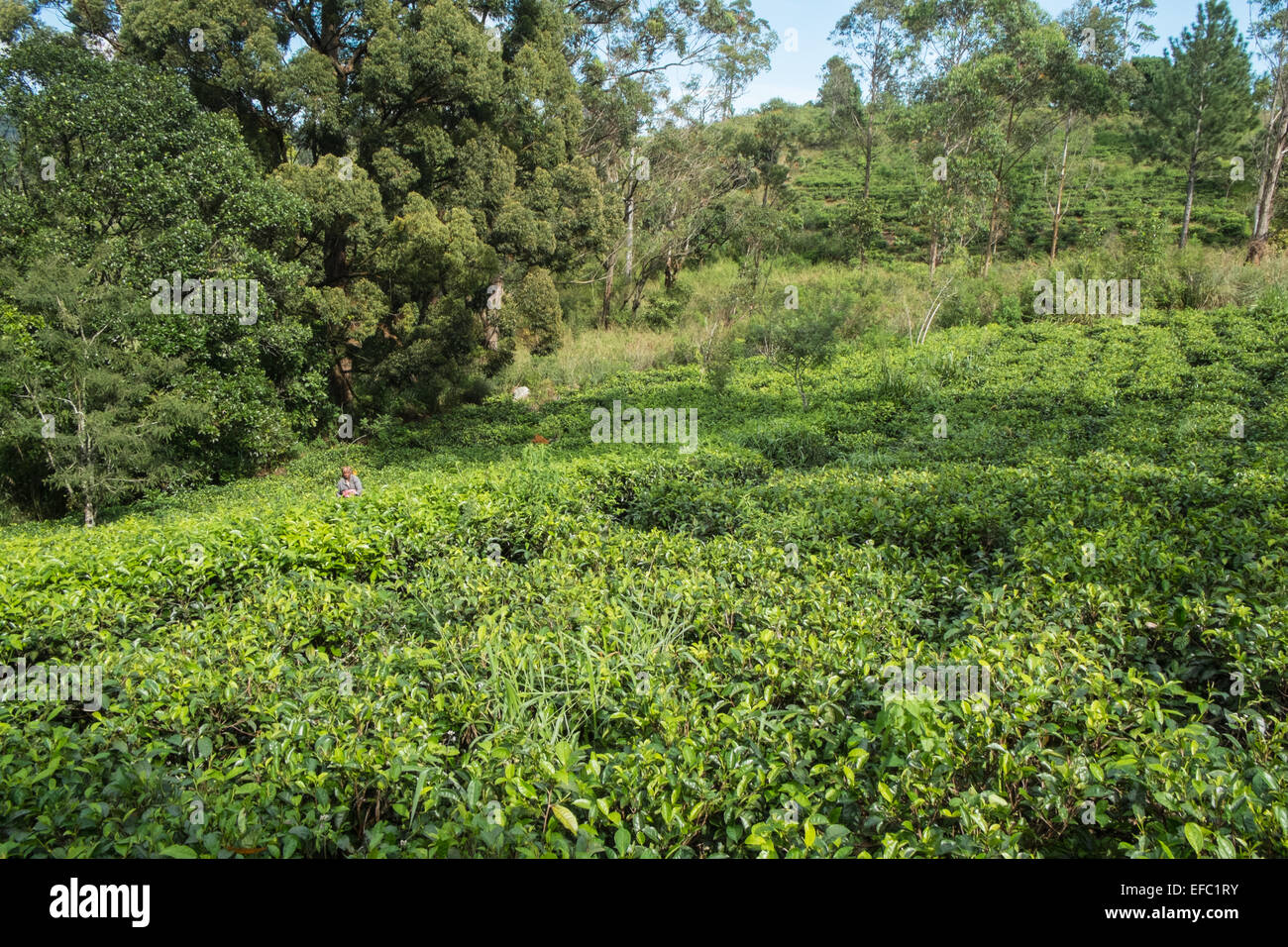 View of trees and tea plantation in Ella.green scenery.Hill,mount