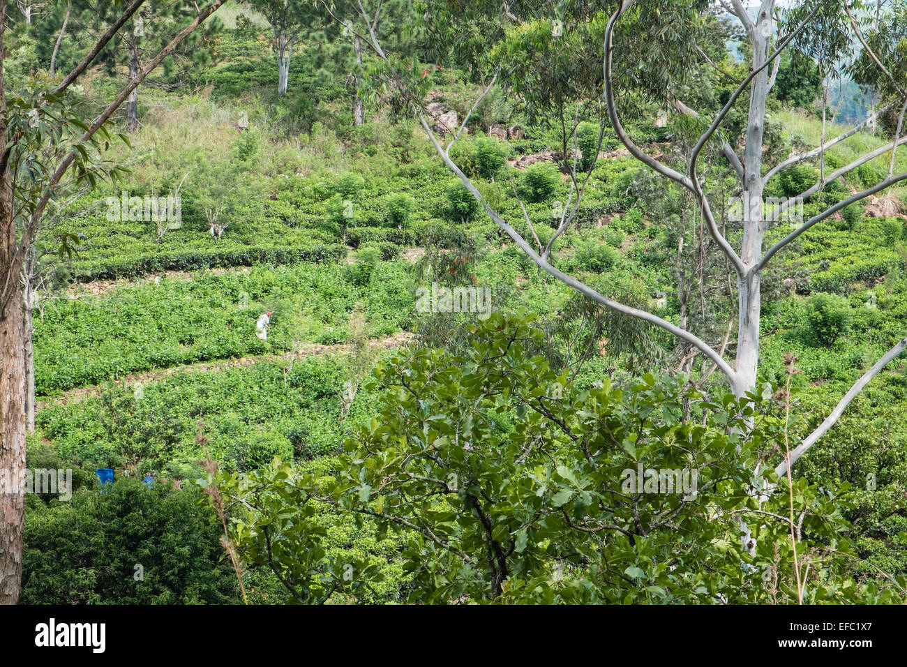 View of trees and tea plantation in Ella.green scenery.Hill,mount