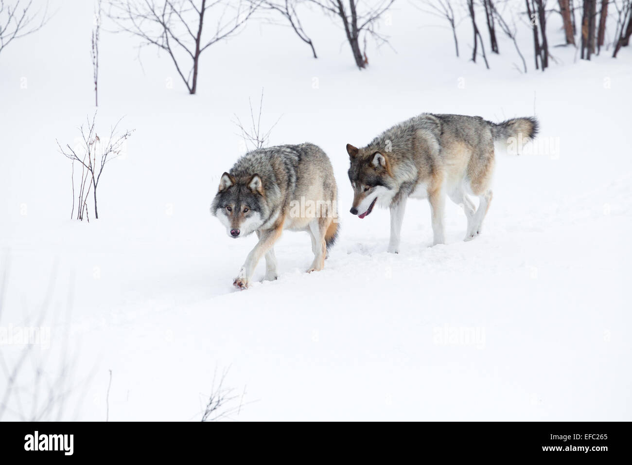 Two wolves walking in the snow Stock Photo - Alamy