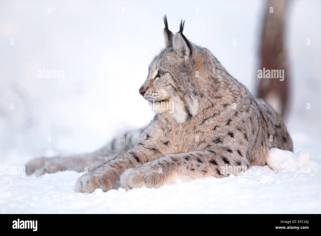 Рысь указывает на. Lynx Lynx Евразийская Рысь. Рысь в снегу. Рысь лежит. Рысь портрет.