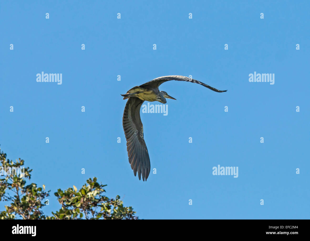 Grey Heron in flight at Danson Park, Kent Stock Photo