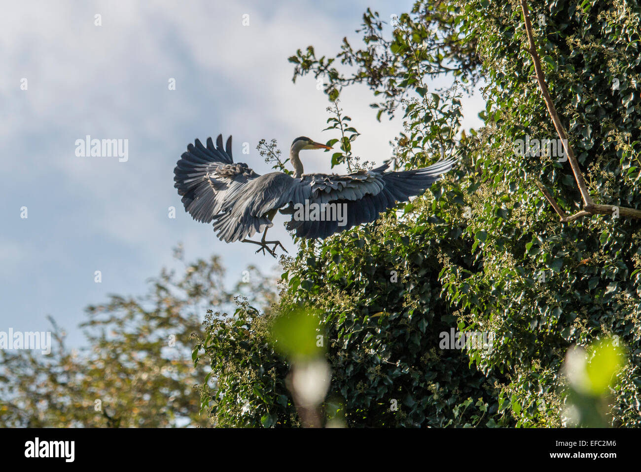 Grey Heron coming in to land at Danson Park, Kent Stock Photo
