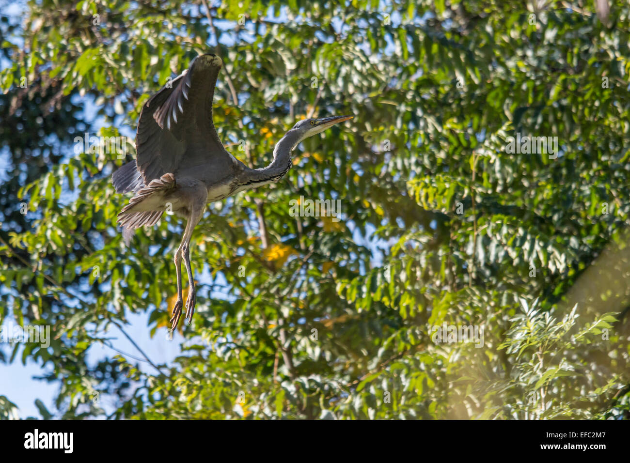 Grey Heron in the trees at Danson Park, Kent Stock Photo
