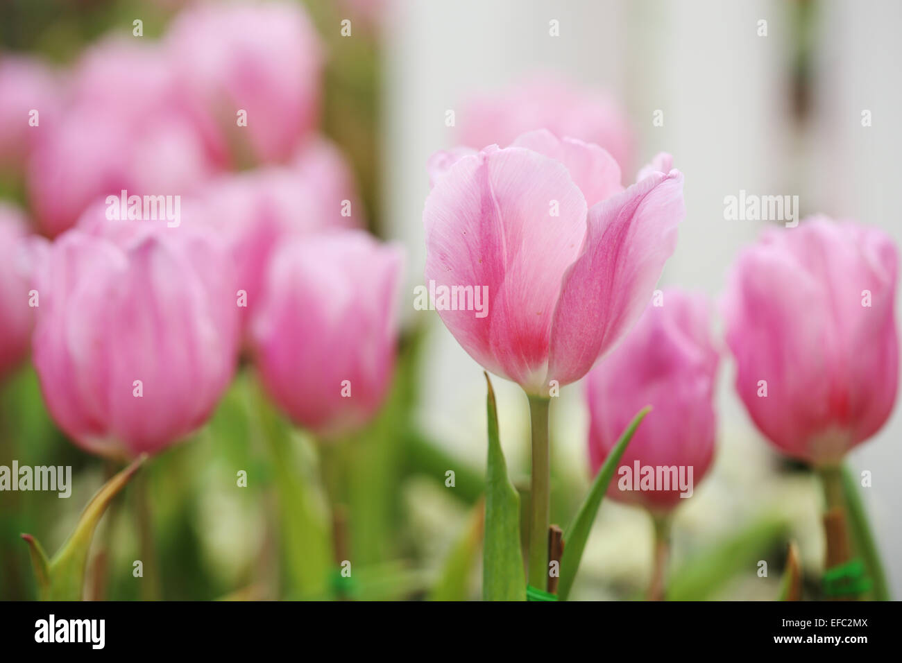 beautiful pink tulip blooming in the garden Stock Photo - Alamy