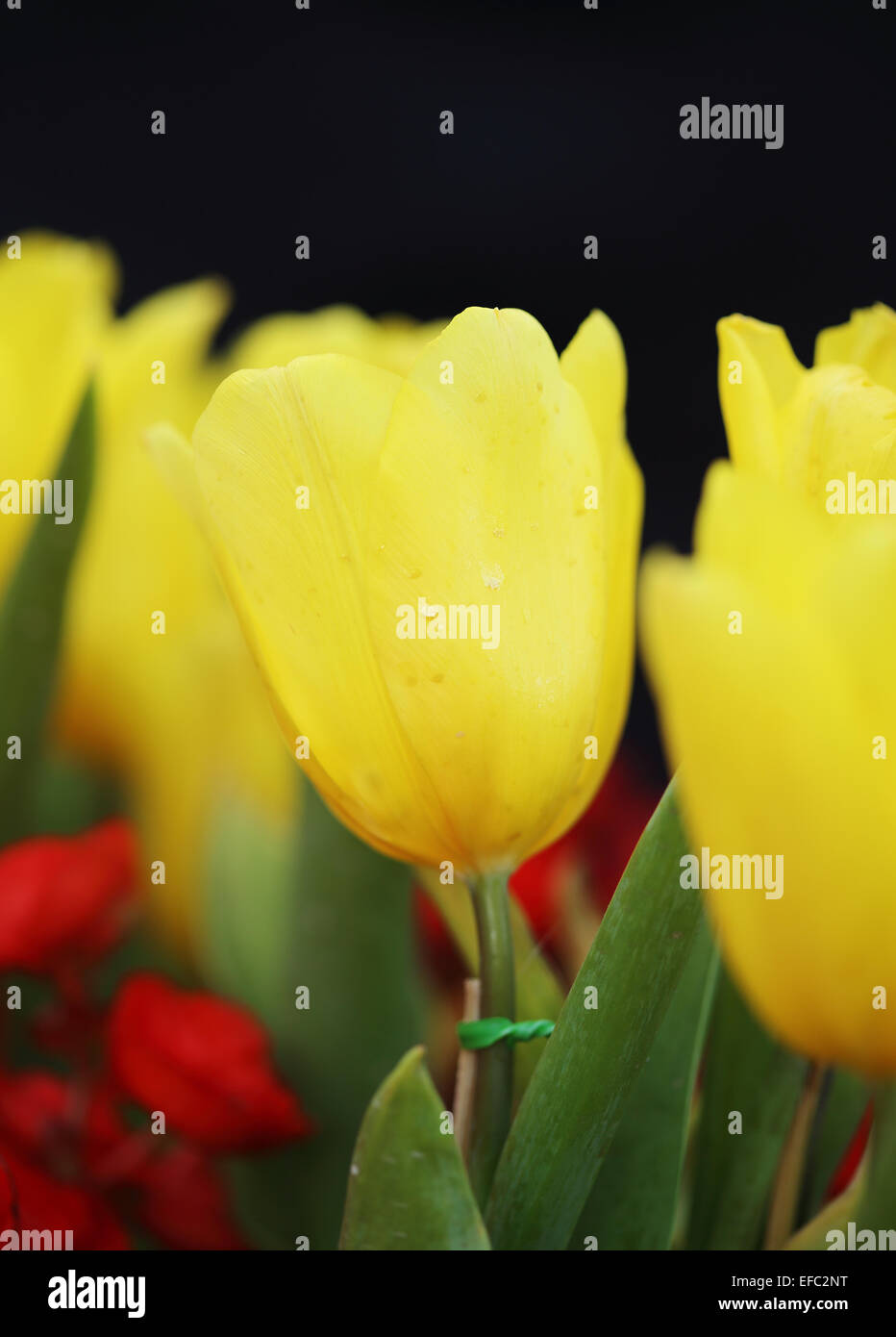beautiful yellow tulip in the garden Stock Photo - Alamy