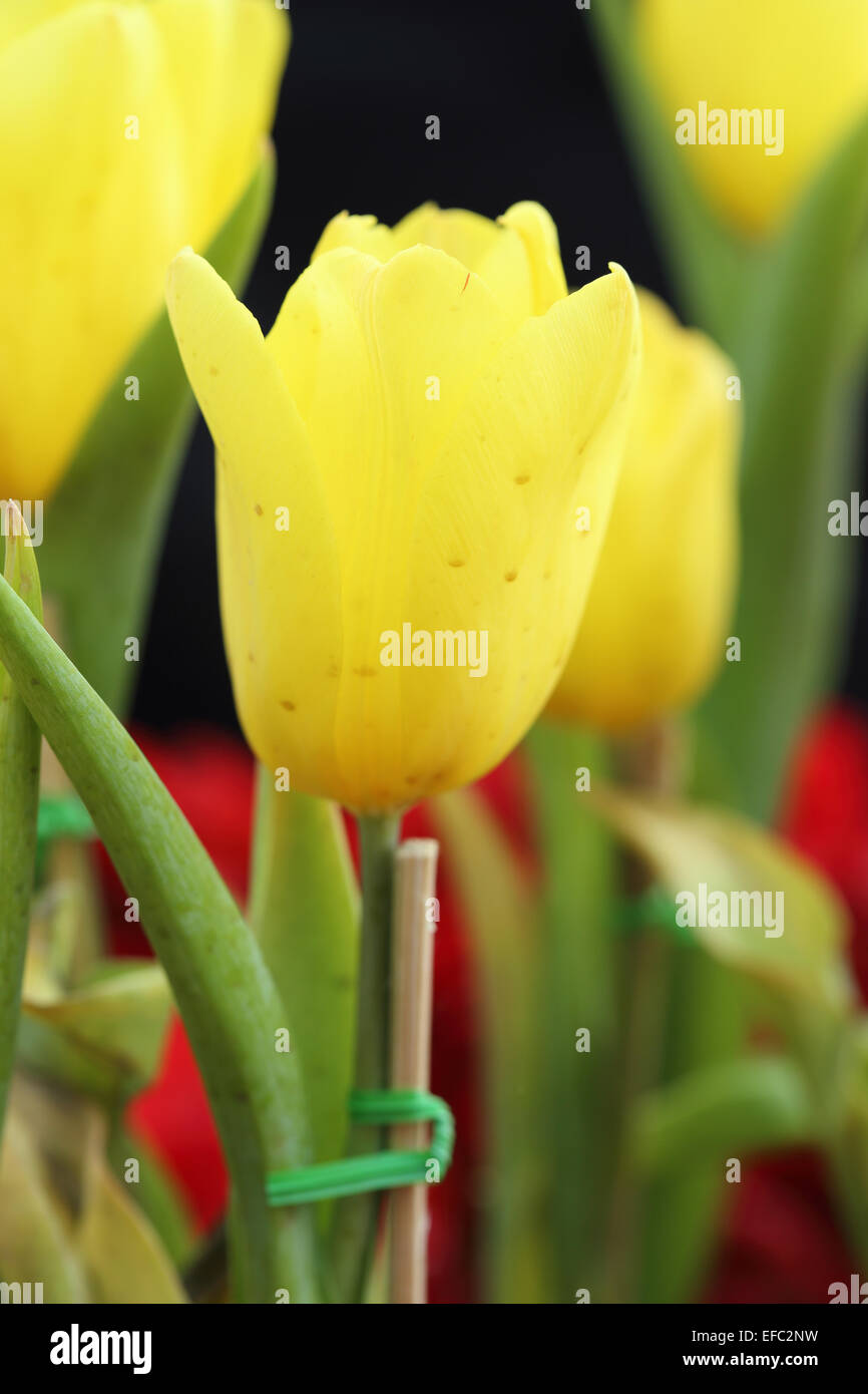Yellow tulip in the garden hi-res stock photography and images - Alamy