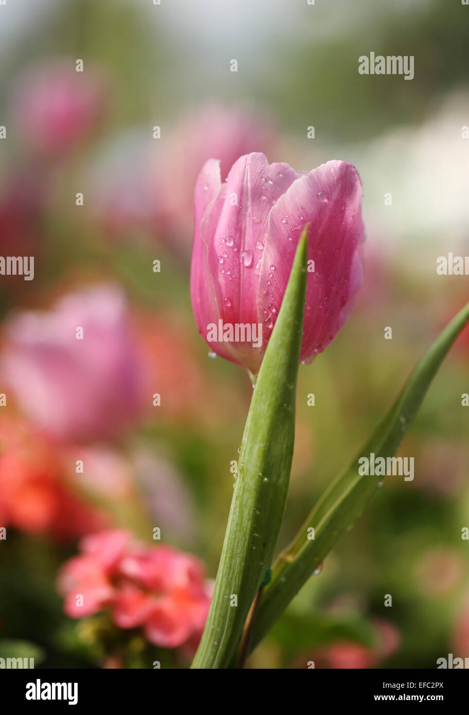 beautiful pink tulip blooming in the garden Stock Photo - Alamy