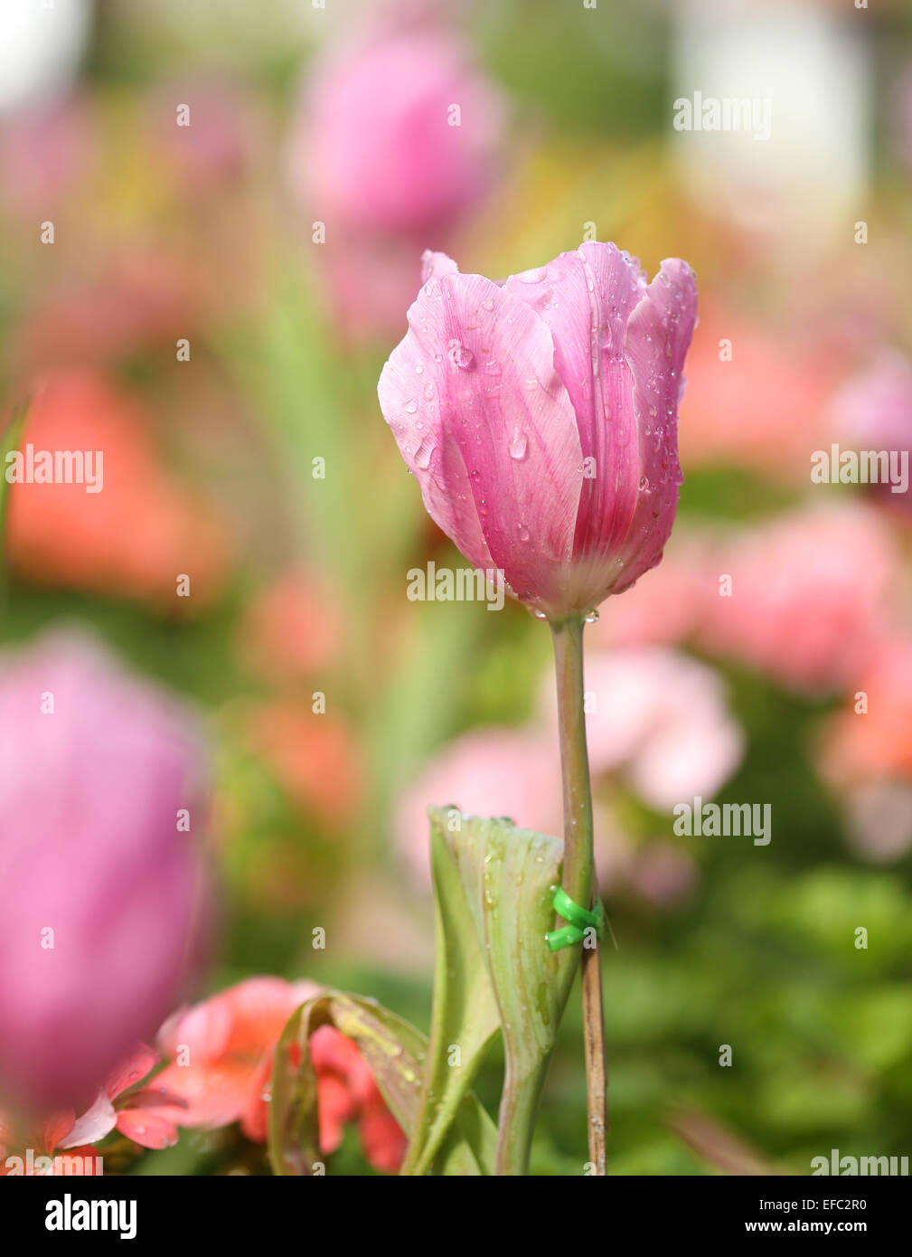 beautiful pink tulip blooming in the garden Stock Photo - Alamy