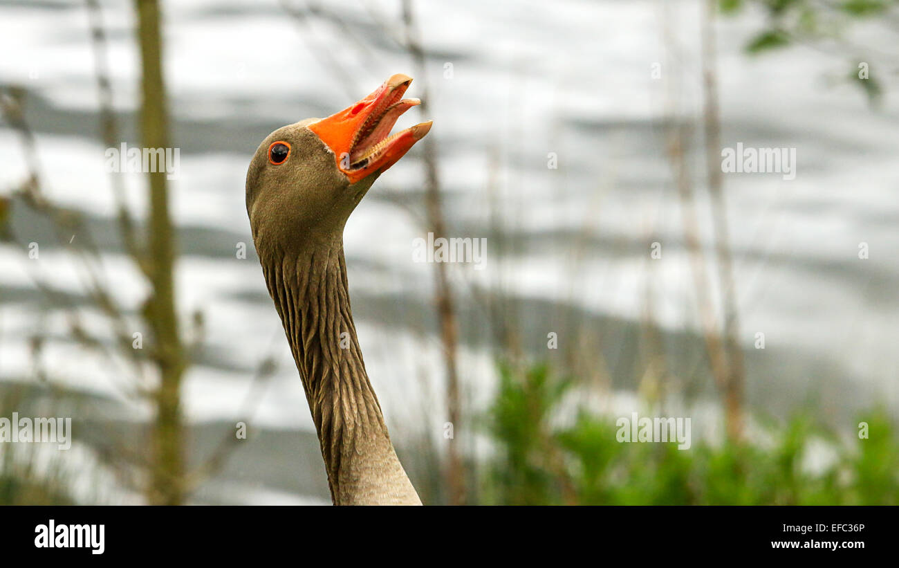 Greylag goose calling at Leybourne Lakes Stock Photo Alamy