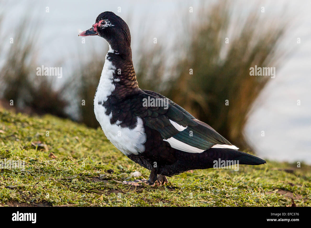 Muscovy Duck at Leybourne Lakes Stock Photo