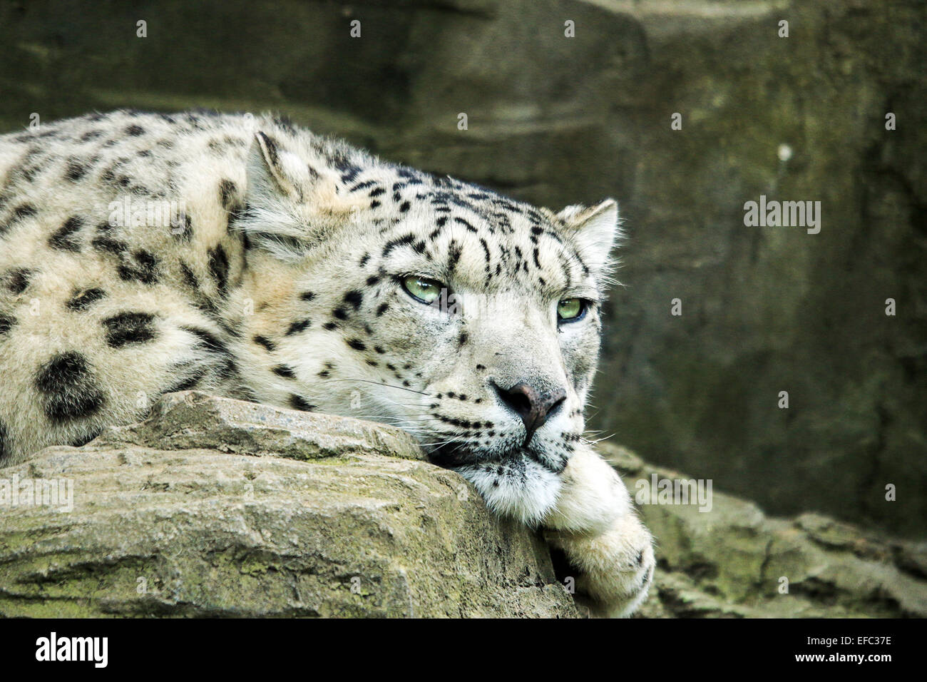 Snow Leopard waiting for dinner Stock Photo