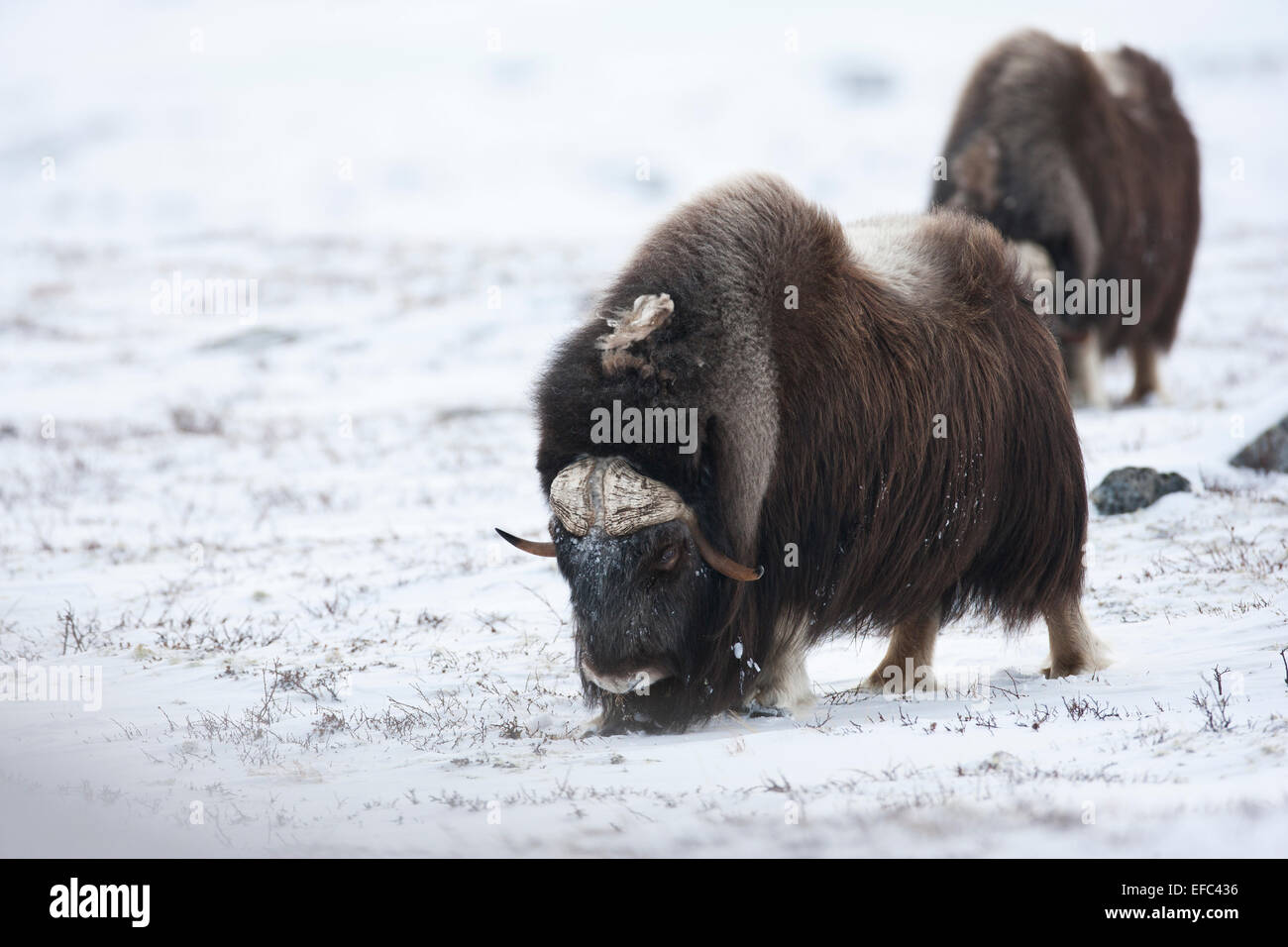 Muskoxen feeding on reindeer lichen Stock Photo