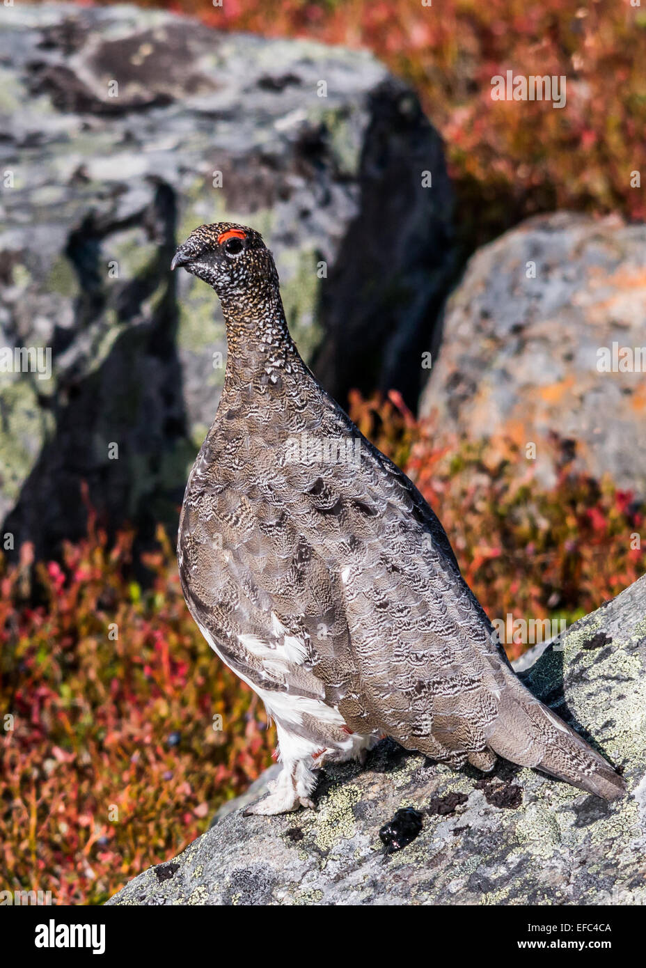 Male rock ptarmigan Stock Photo Alamy