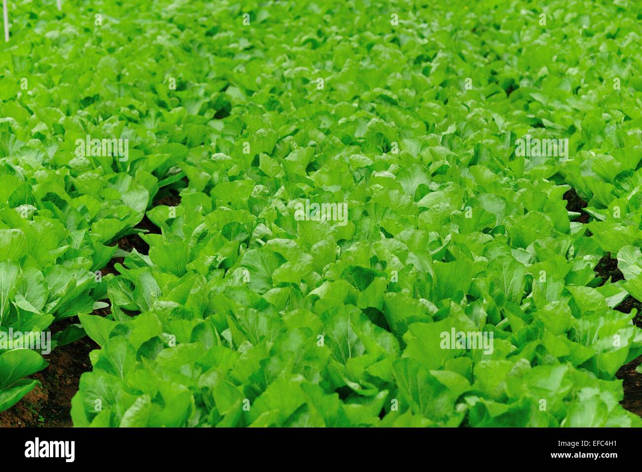 green leaf mustard plants growth at garden Stock Photo Alamy