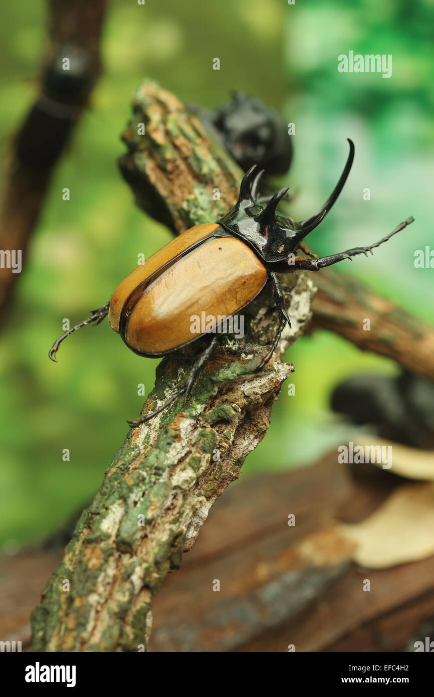Rhinoceros Beetle on wood in the forest Stock Photo