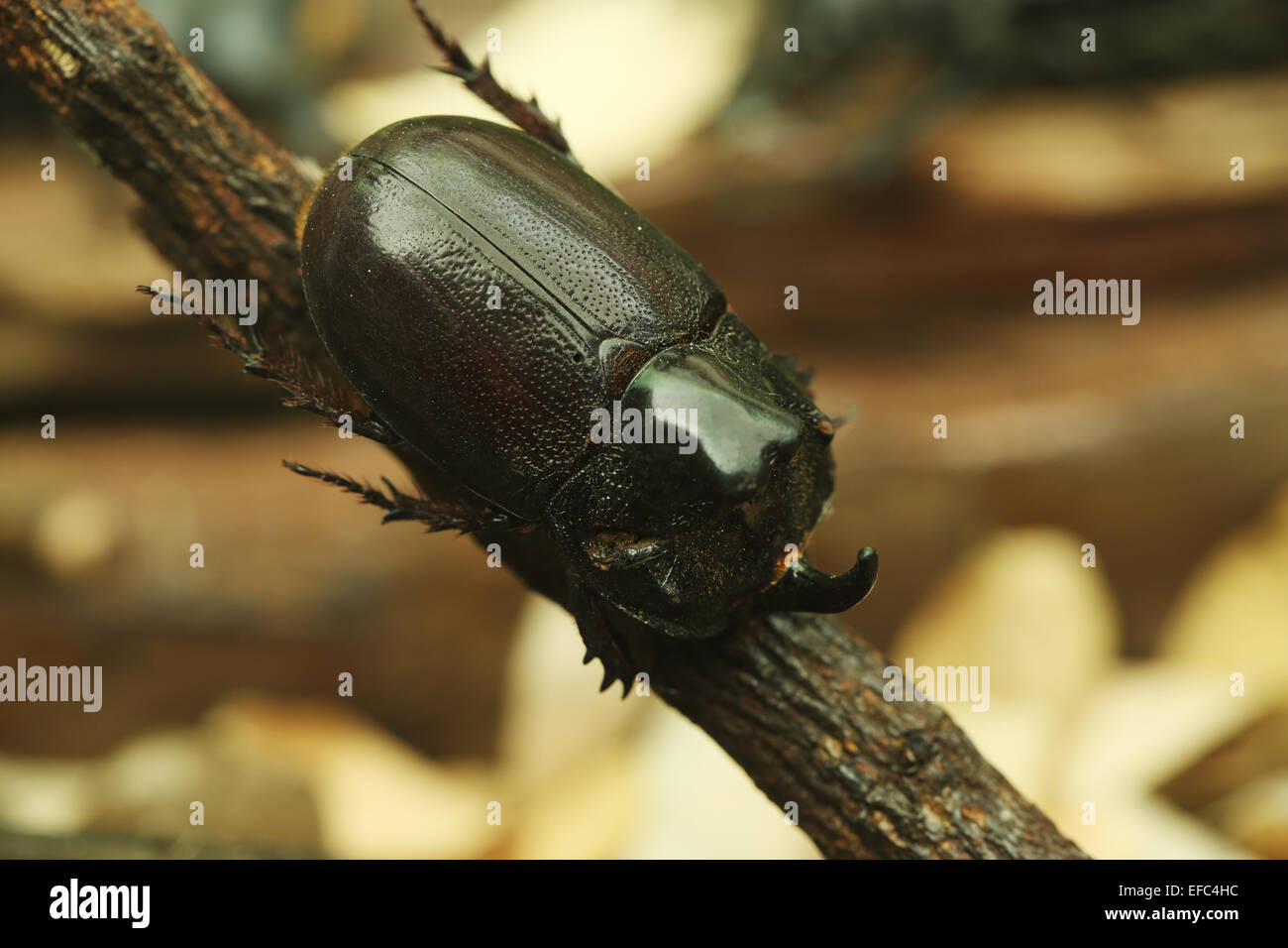Rhinoceros Beetle on wood in the forest Stock Photo