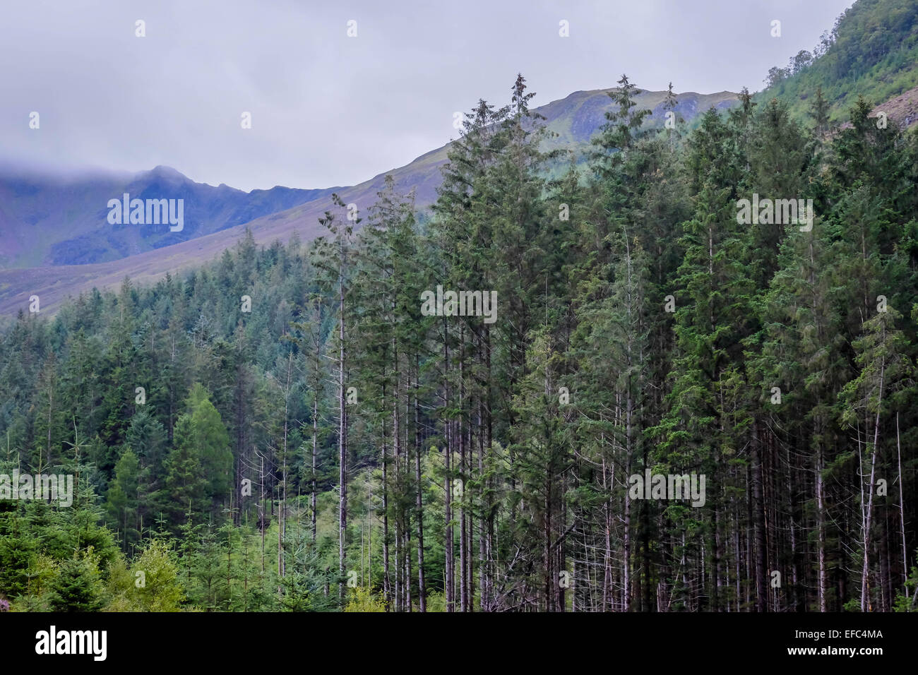 Trees in the Scottish highlands Stock Photo Alamy