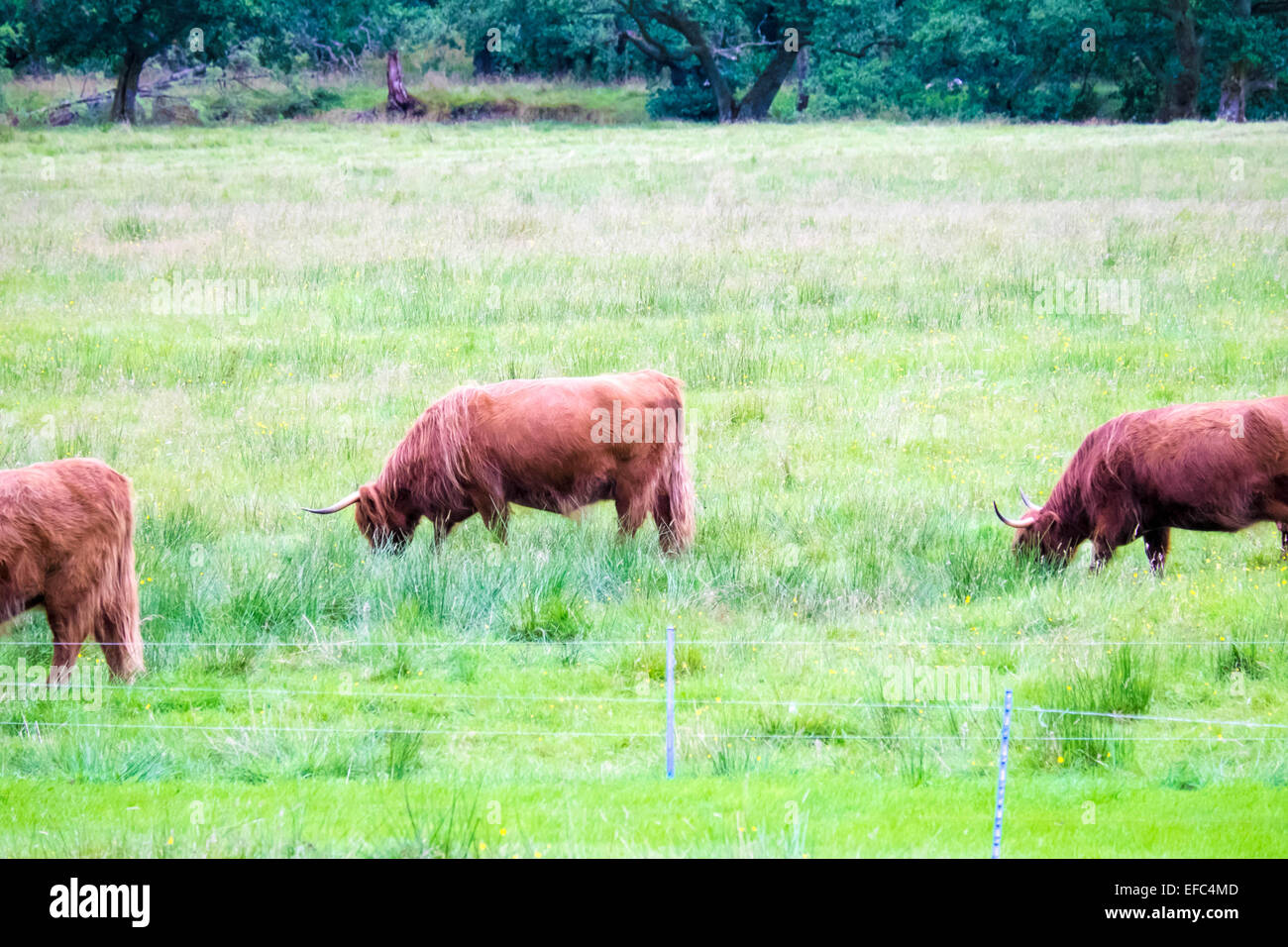 Highland cows grazing hi-res stock photography and images - Alamy