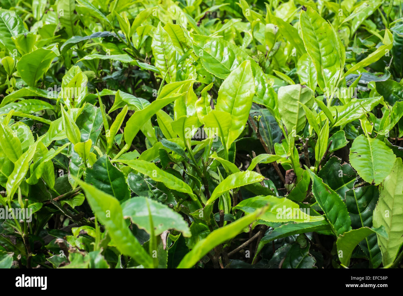 Tea leaves growing in a tea plantation, West Java Stock Photo Alamy