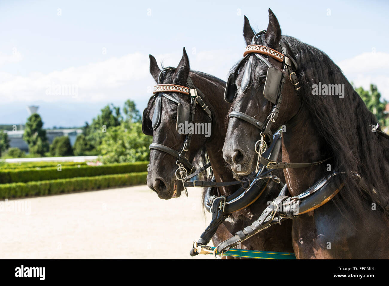 International competition for traditional carriages "La Venaria Reale", a pair of Friesian horses. Stock Photo