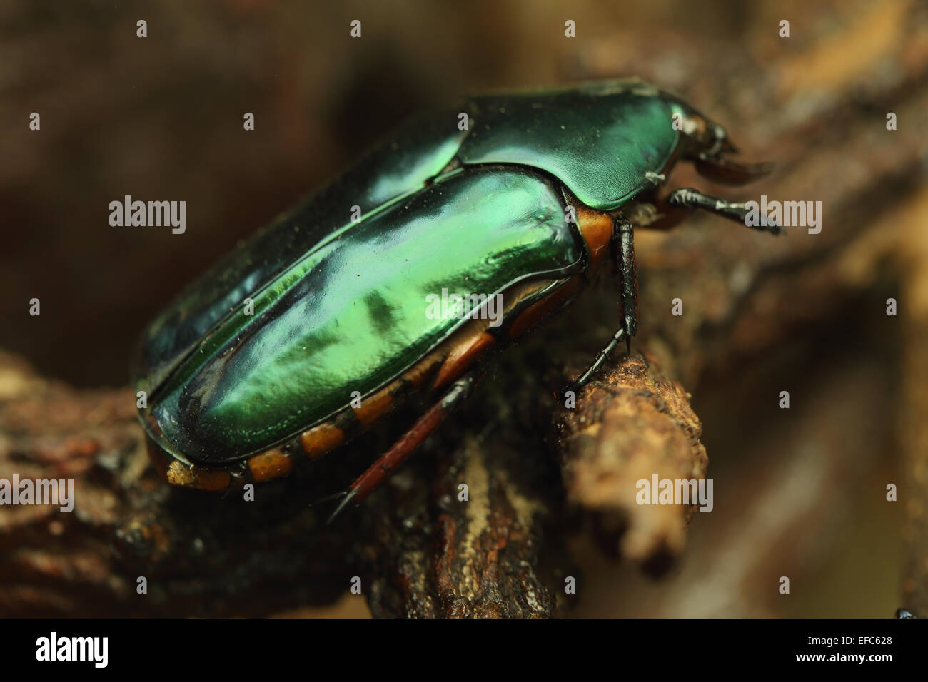 green Beetle on wood in the forest Stock Photo