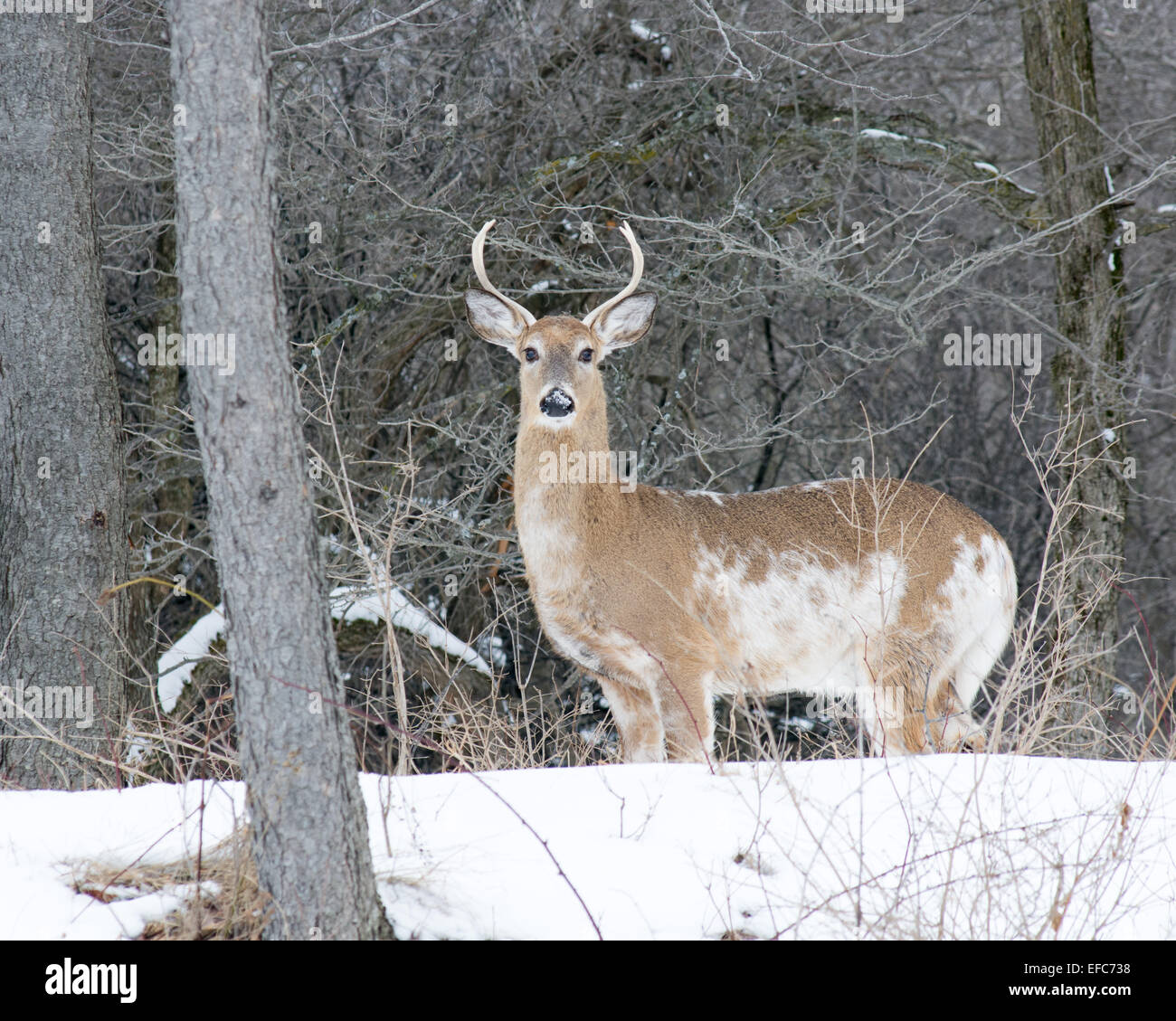 Piebald Whitetail Deer Buck standing in a woods Stock Photo Alamy