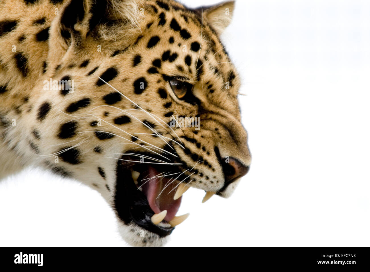 Wildlife heritige foundation hi-res stock photography and images - Alamy