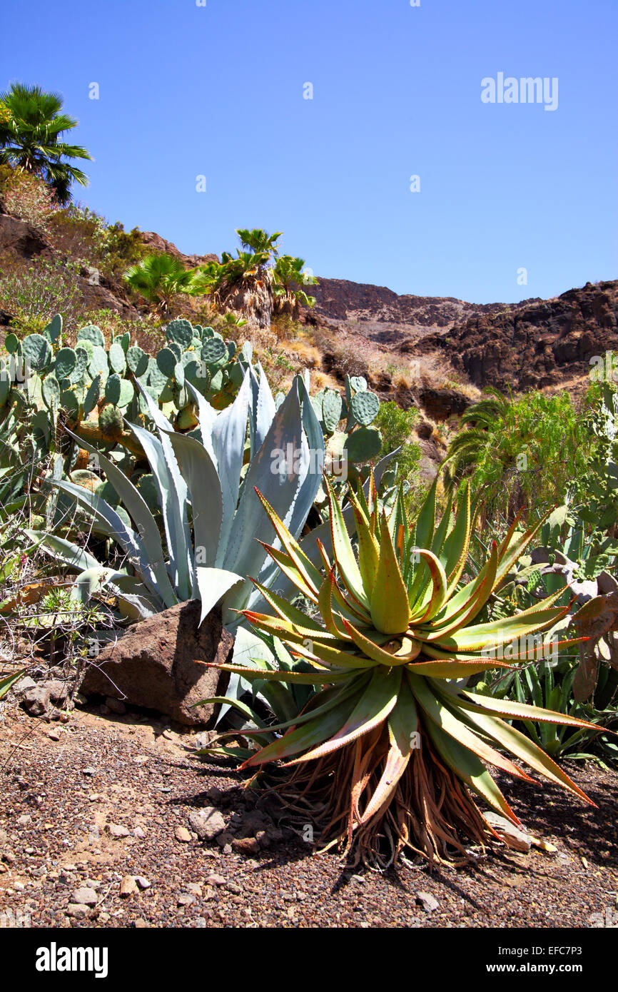 Agava cactuses at desert close-up Stock Photo