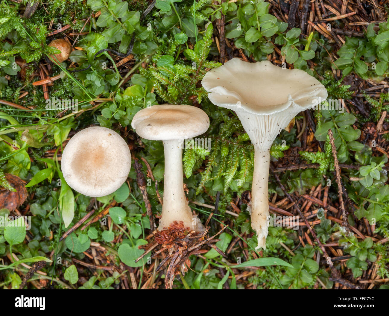 Club-footed clitocybe mushroom Stock Photo
