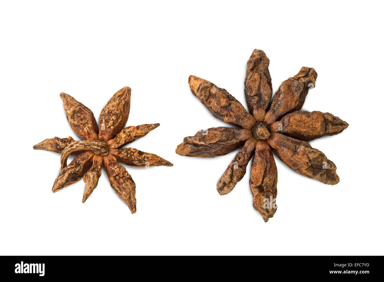 Closeup of reverse sides of two star anises (star aniseed or Chinese