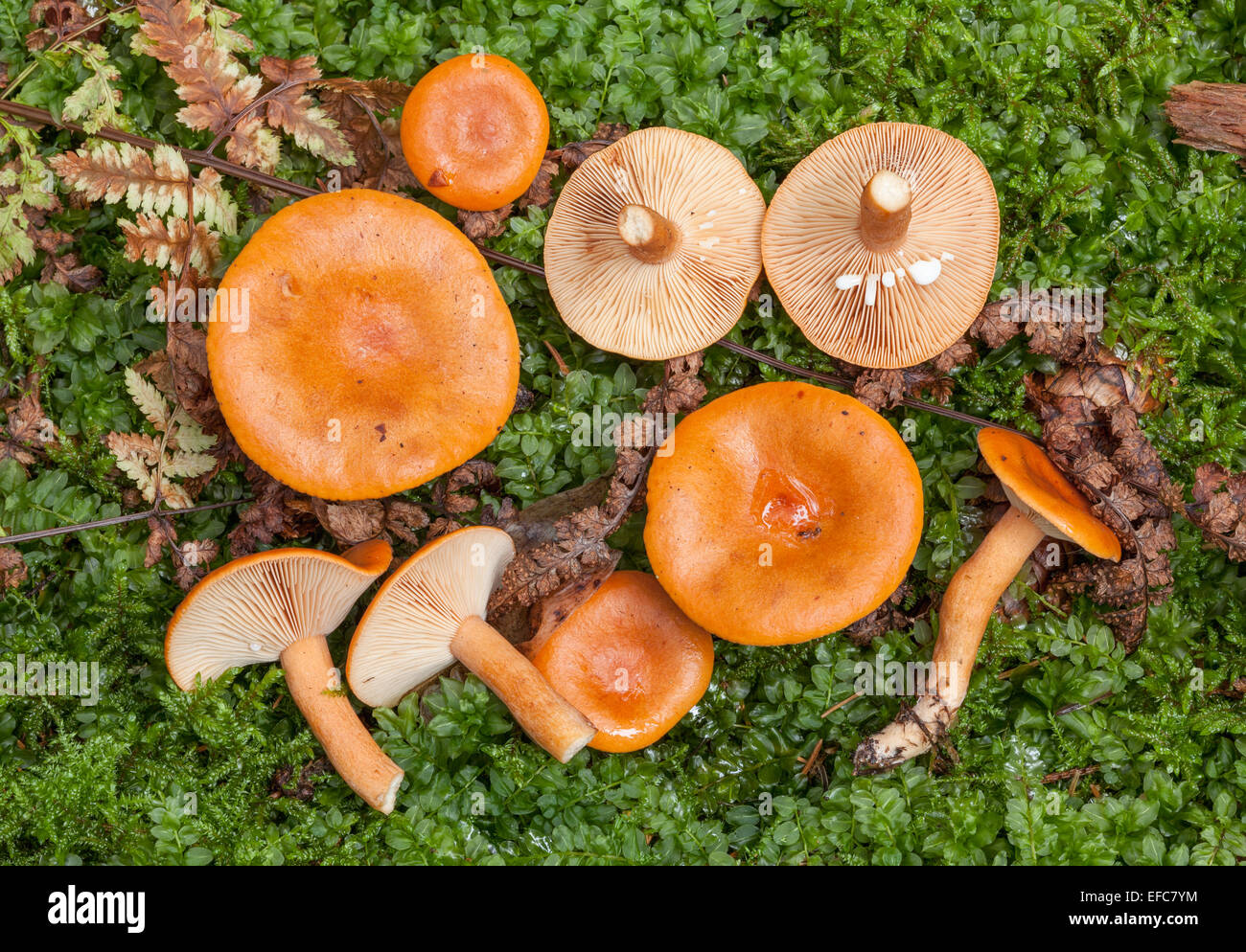 Orange Milkcap mushroom Stock Photo
