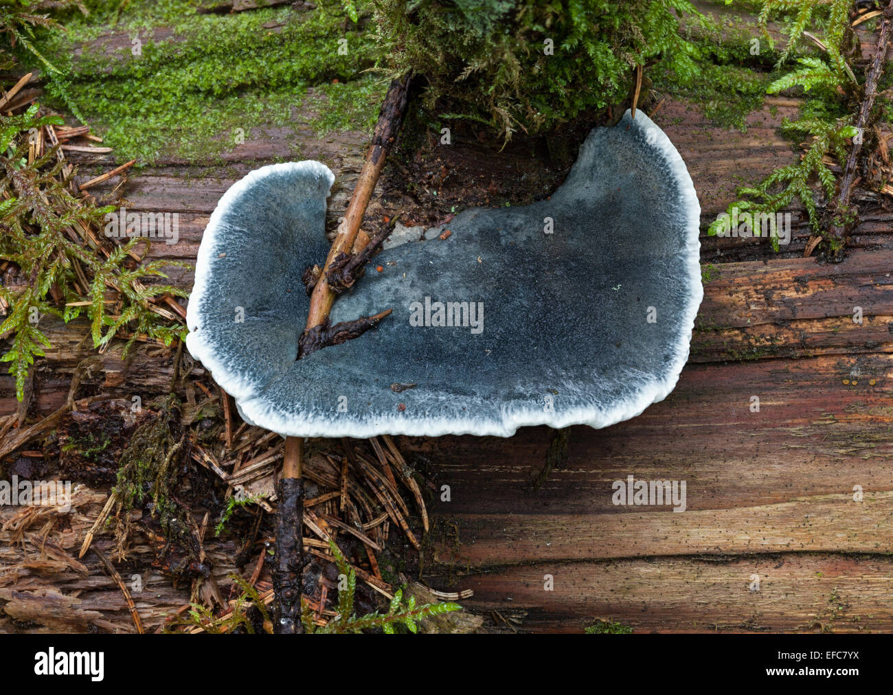 Conifer blueing bracket fungus Stock Photo