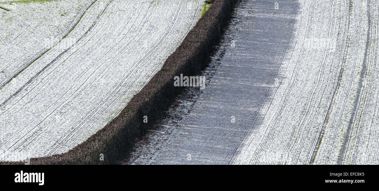 Hawthorn hedging dividing two snow covered fields. Stock Photo