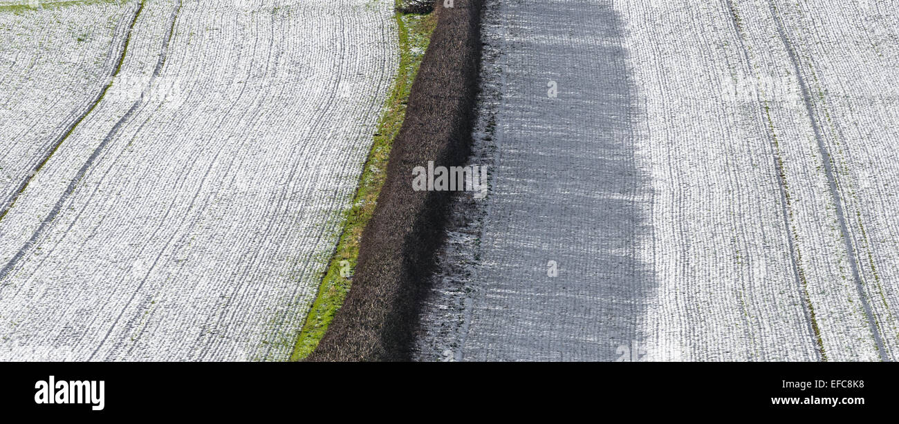 Hawthorn hedging dividing two snow covered fields. Stock Photo
