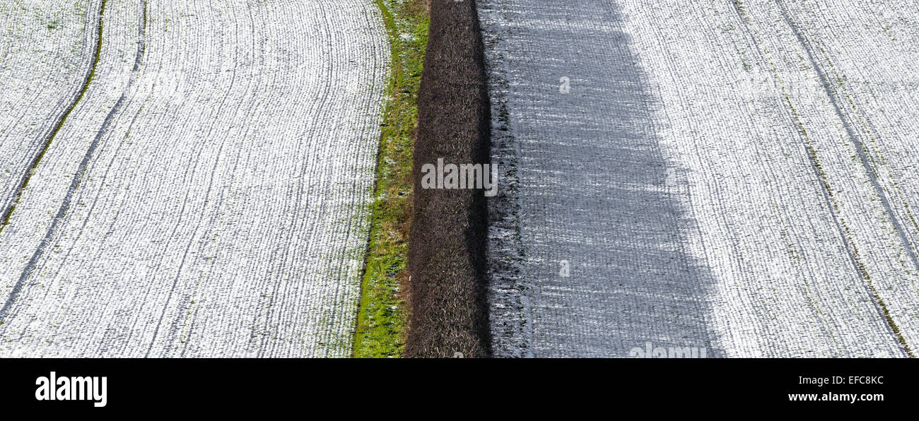Hawthorn hedging dividing two snow covered fields. Stock Photo