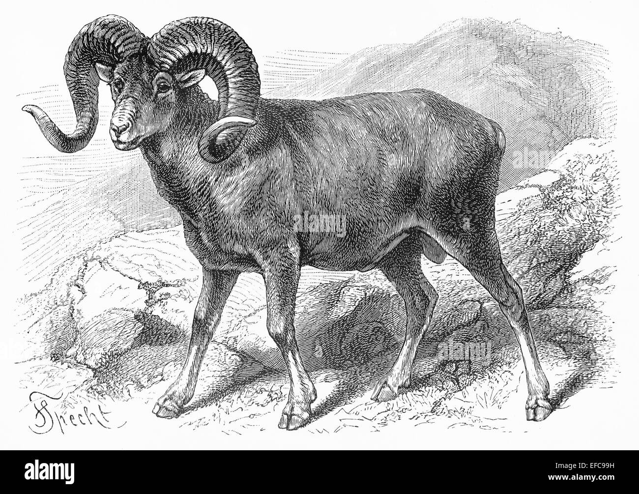 Vintage drawing of Ovis Argali (wild sheep) in the wild Stock Photo