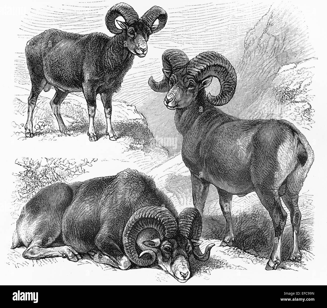 Vintage drawings of Ovis Montana, Ovis Polli and Ovis Musimon wild sheep Stock Photo