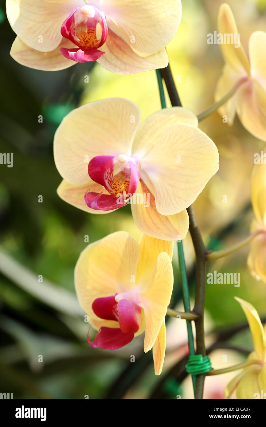 yellow Phalaenopsis orchid in the orchid garden Stock Photo Alamy