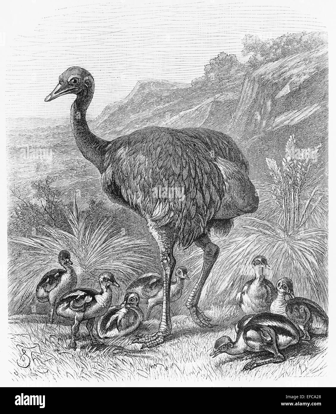 Drawing of Greater Rhea bird (Rhea americana) from the end of 19th century Stock Photo